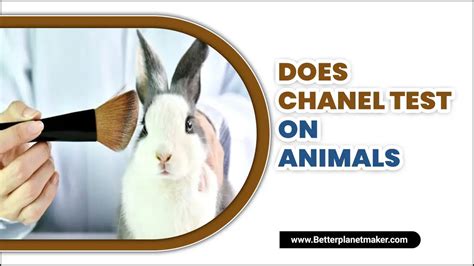 do chanel test on animals.